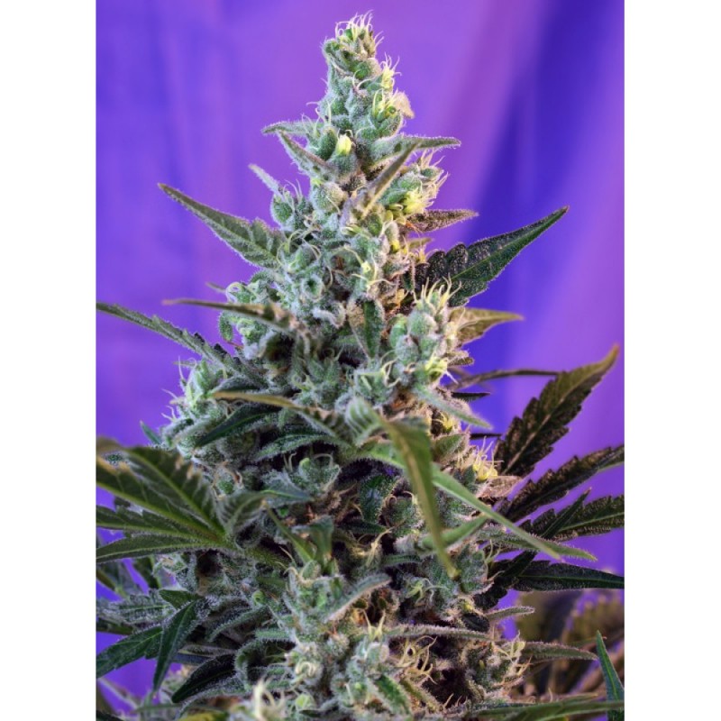 Seme Sweet Seeds Sweet Skunk Fast Version 5 fem