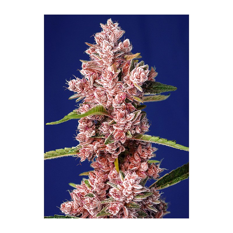 Sweet Seeds Tropicanna Poison Fast 100