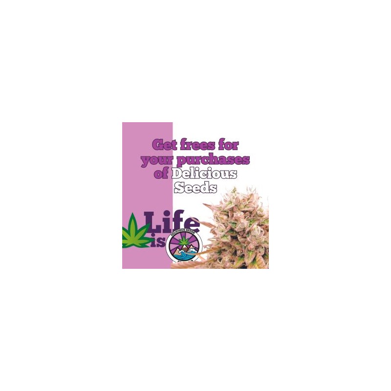 Delicious Seeds Delicious Cookies 10 fem