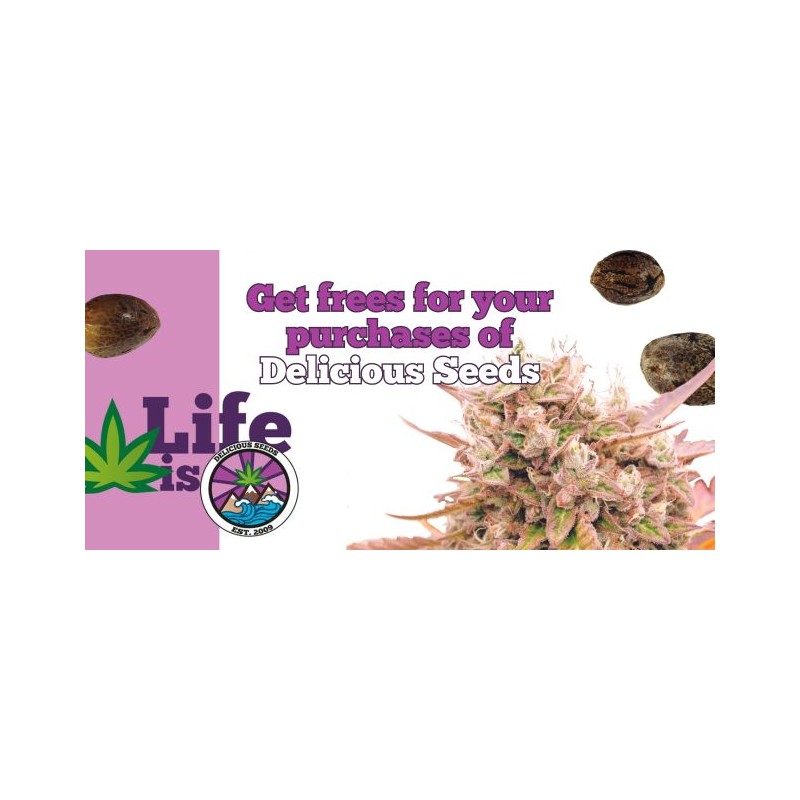 Delicious Seeds Delicious Cookies 10 fem