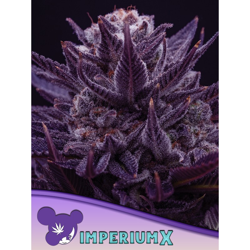 Anesia seeds Auto Imperium X