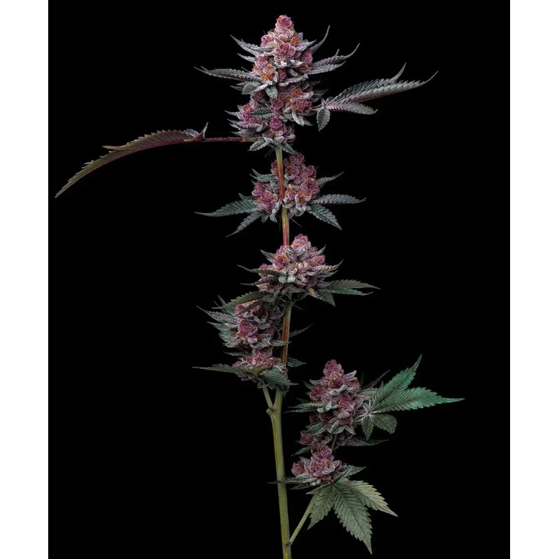 Seme Barneys Cherry Poppers 5 fem