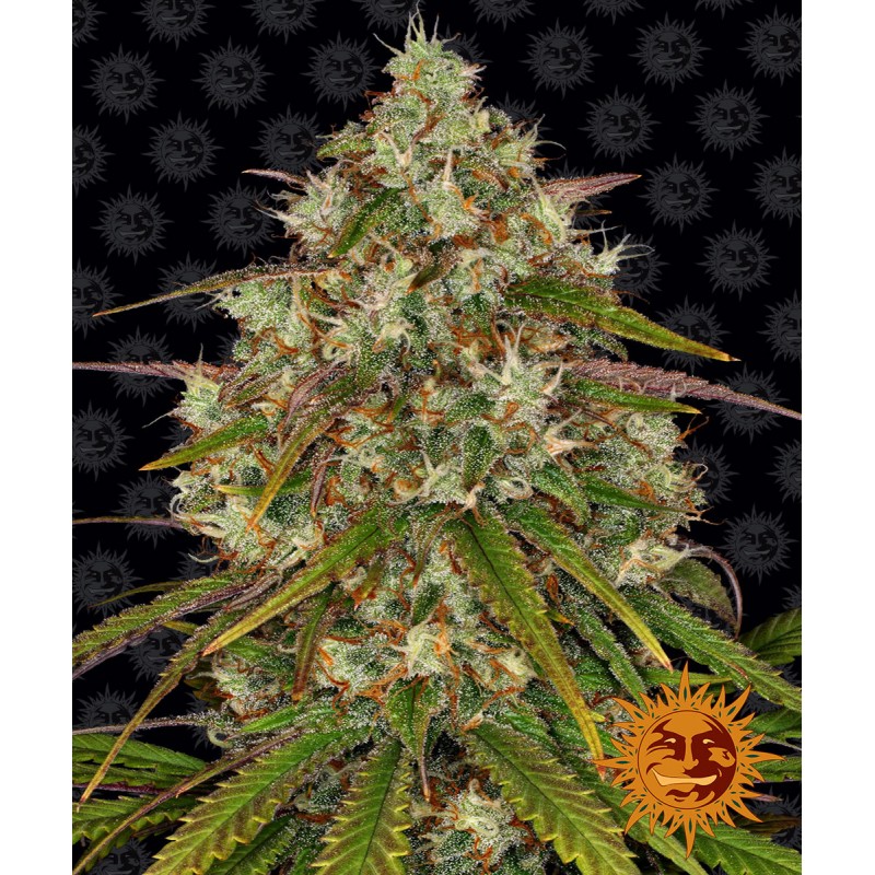 Seme Barneys Farm Liberty Haze1 fem