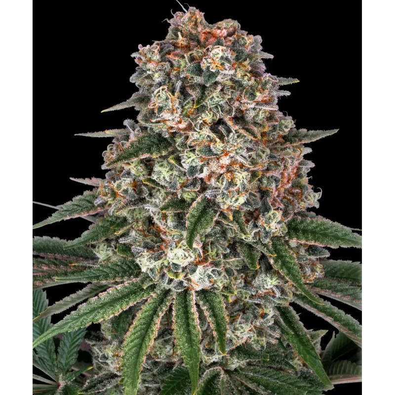 Seme Barneys Tropicanna Banana 5 fem