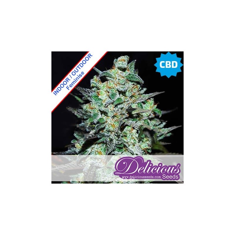 Delicious Seeds Northern Lights Blue THC-FREE fem 10