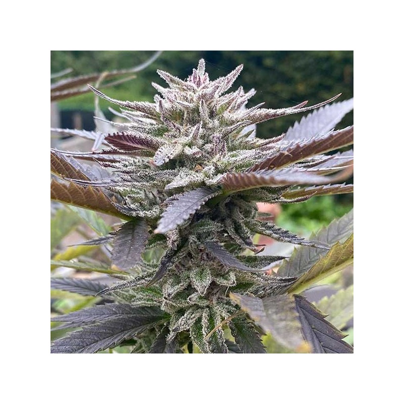 Delicious seeds Lord Kush Early Version 5 fem