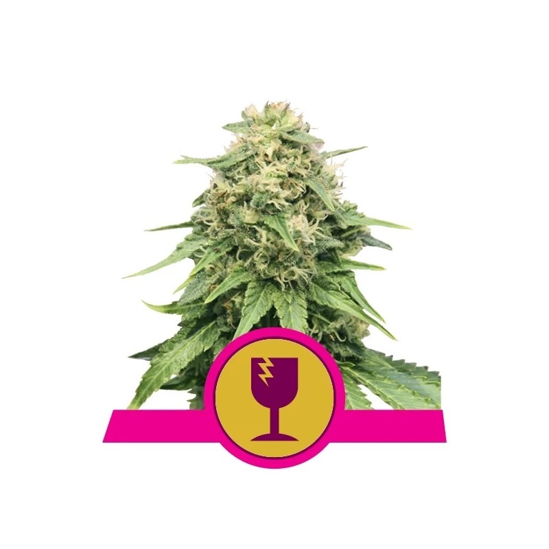 Seme Royal Queen Seeds Critical Feminizirana 10 kom