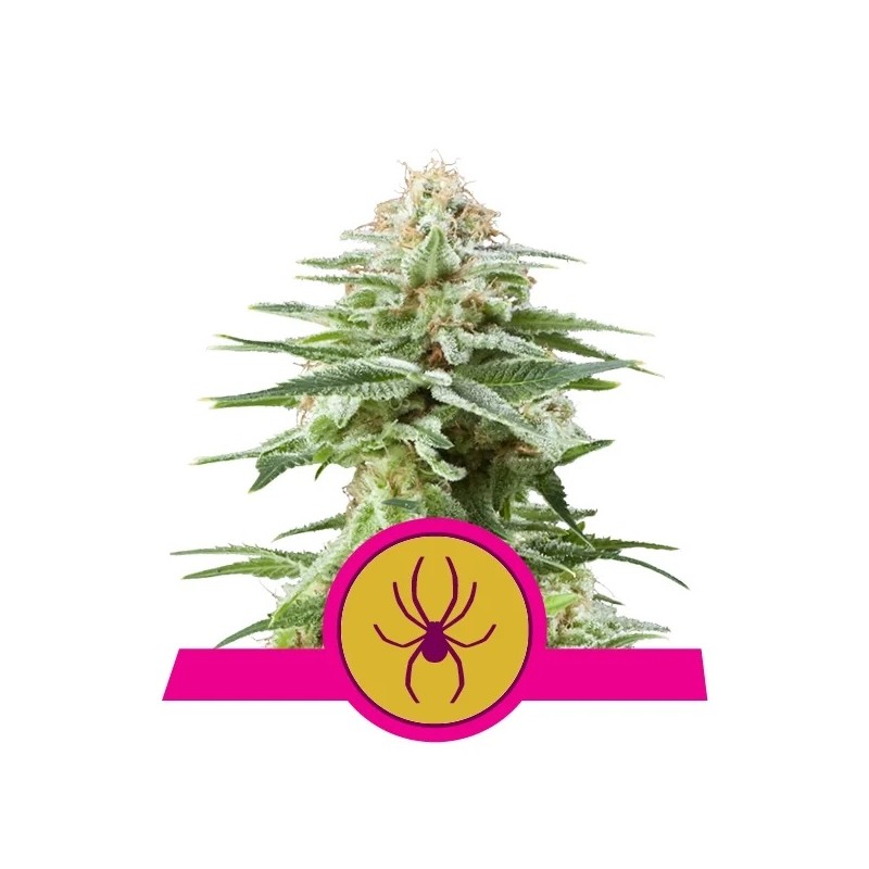 Seme Royal Queen Seeds White Widow Feminizirana 10 kom