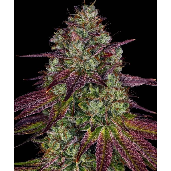 Seme Barneys Farm Mimosa EVO 5 fem