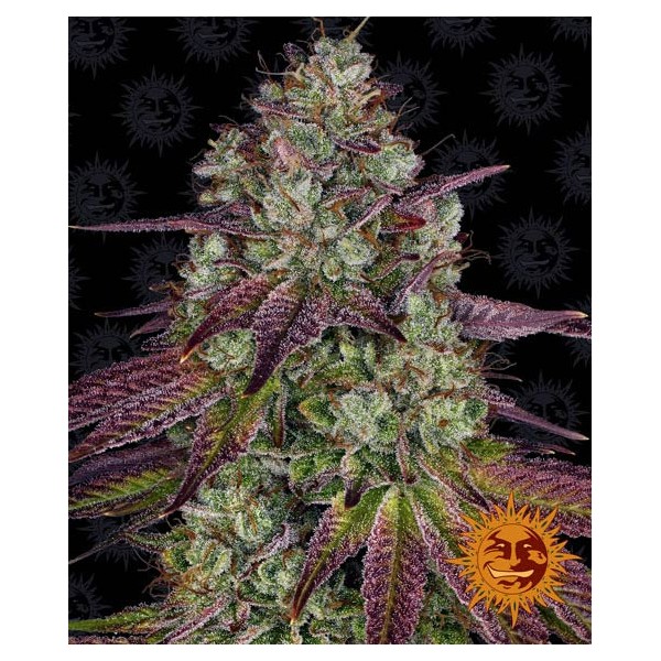 Seme Barneys Farm Mimosa EVO 10 fem