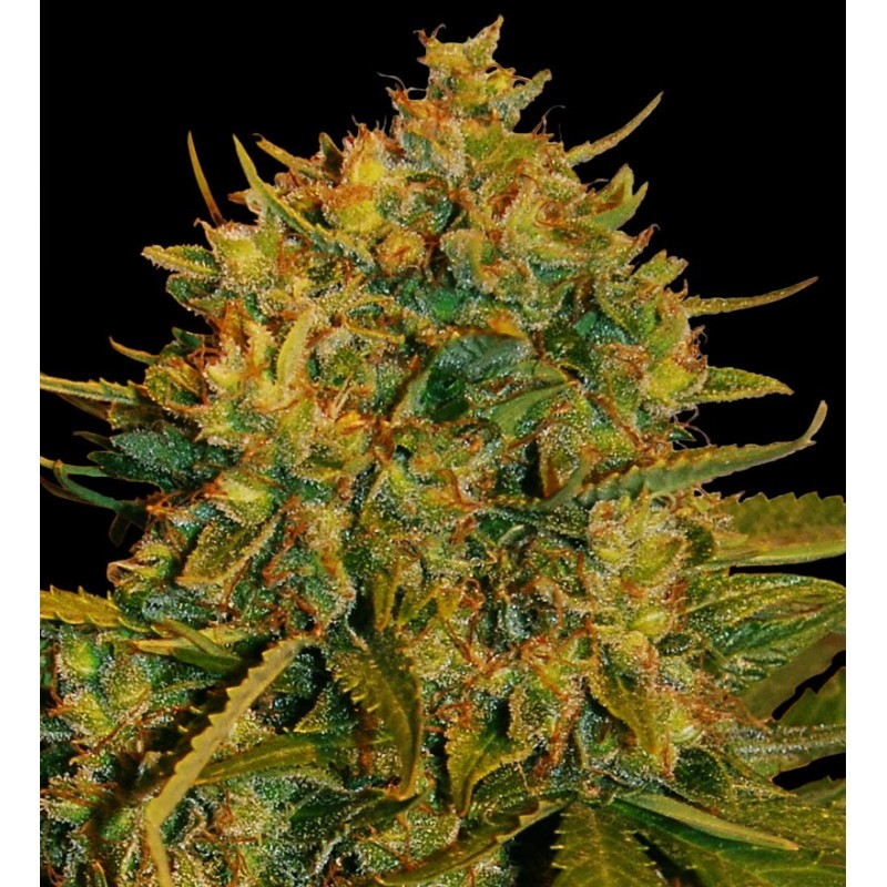 Seme World of Seeds Northern Light x Big Bud Ryder 7 auto