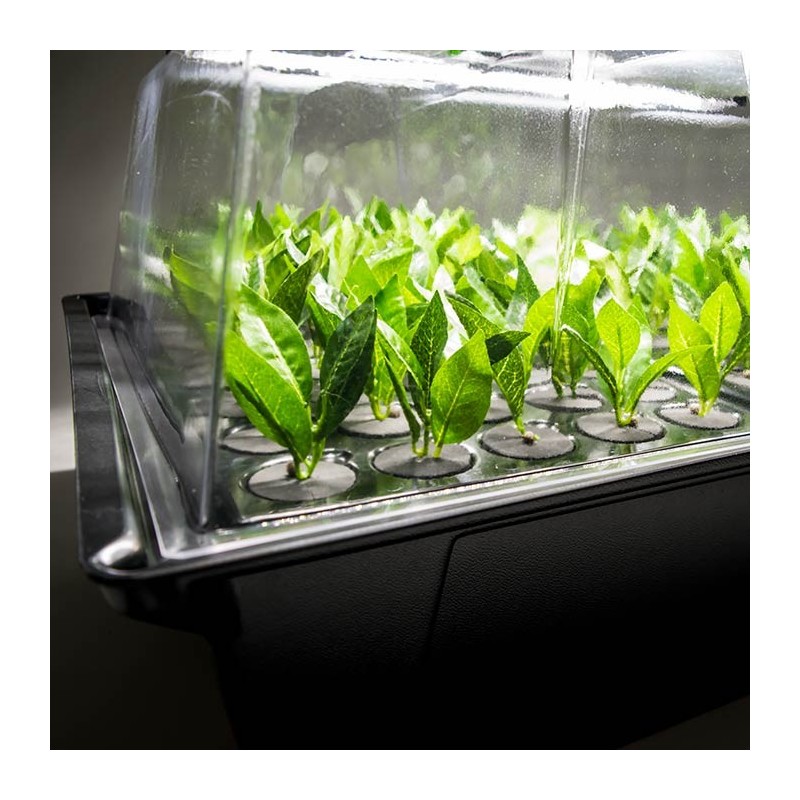 Nutriculture X-Stream Propagator 80