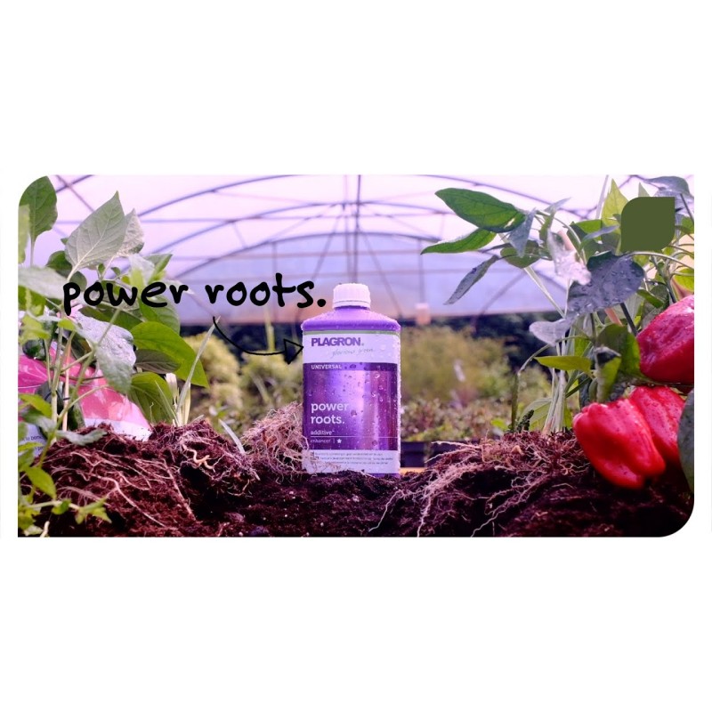 Plagron Power Roots 250ml